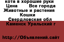 кота в хорошие руки › Цена ­ 0 - Все города Животные и растения » Кошки   . Свердловская обл.,Каменск-Уральский г.